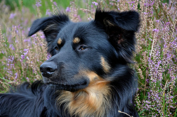 Junger Australien Shepherd in der Heide