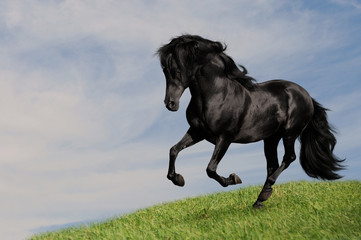 étalon de cheval noir courir au galop dans la prairie, peinture de collage