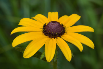 black eyed susan