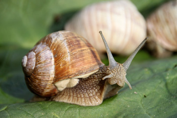 Weinbergschnecke 1