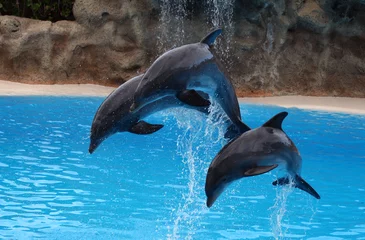 Photo sur Aluminium Dauphins les dauphins sautent hors de l& 39 eau