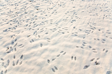 Spuren von Hasen im Winter im Schnee auf dem Feld