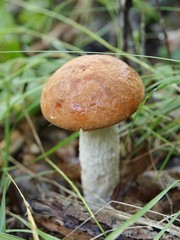 Mushroom