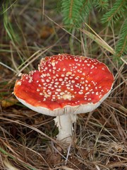 Fly Agaric