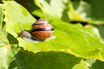 Snail