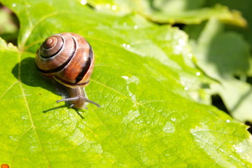 Snail