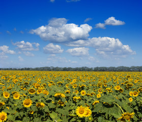 sunflower field