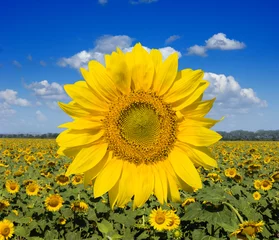 Acrylic prints Sunflower sunflower field