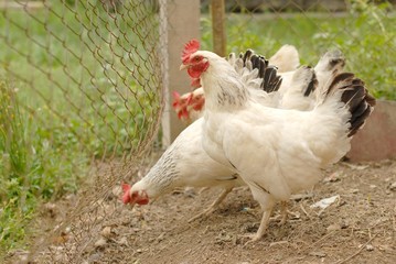 poule