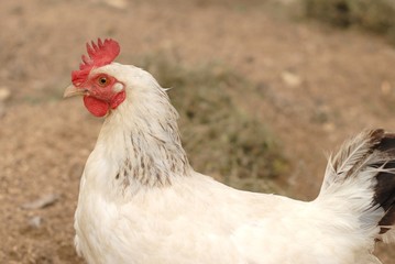 poule