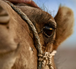 camel