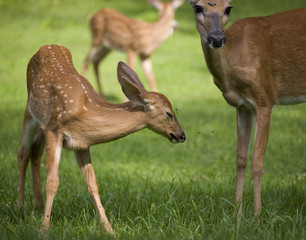 fawn with flies