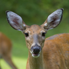 deer close-up