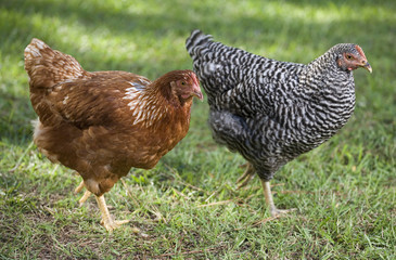 pair of chickens