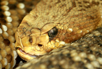 rattlesnake