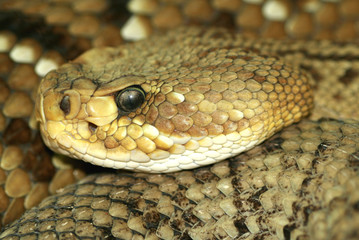 rattlesnake