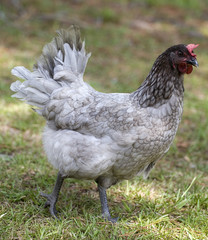 gray hen
