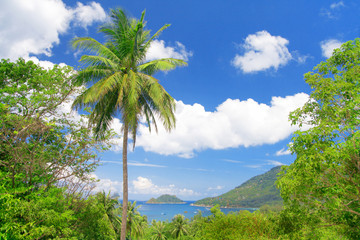 Fototapeta na wymiar coconut palm and tropical bay