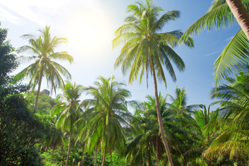 Fototapeta na wymiar coconut palm trees and sky with sun
