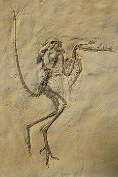 fossile