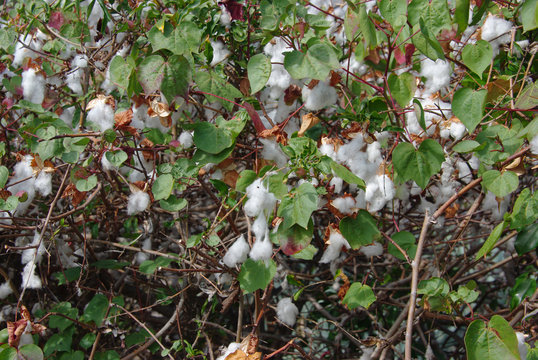 cotonnier