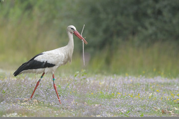 Fototapeta premium cigogne construisant son nid