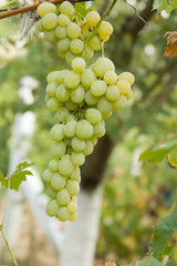 White grapes
