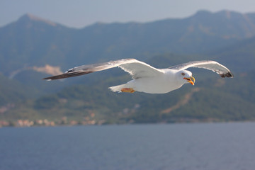 Close-up of seagull