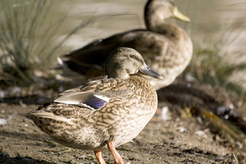 patos