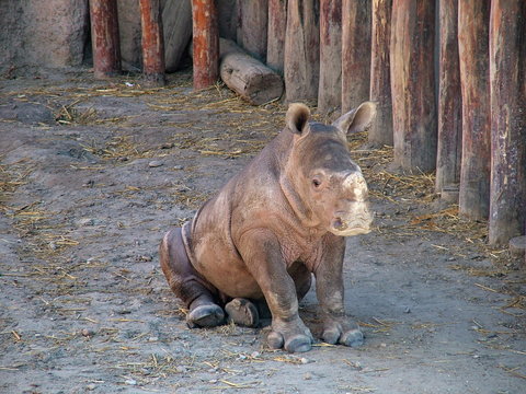 Rhino baby is sitting
