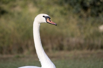 cisnes