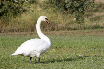 cisnes