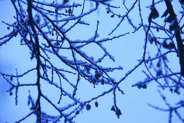 雪景