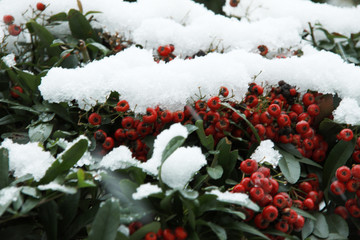 サザンカと雪