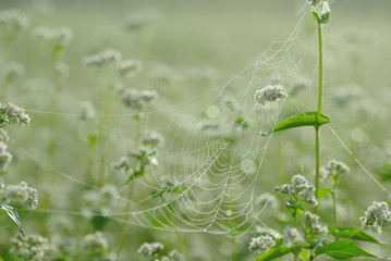 蕎麦の花とクモの巣
