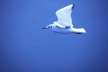 Obraz premium カモメ