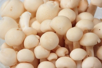 Close up of White Beech mushroom