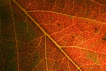 Fototapeta na wymiar Golden apple leaf close up