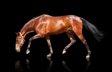 Fototapeta na wymiar bay stallion isolated on black