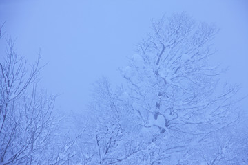 雪景色