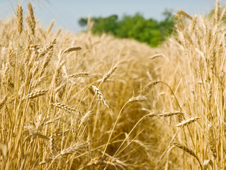 Grain field