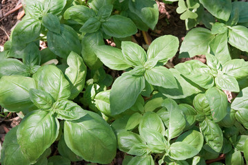 Basil plants
