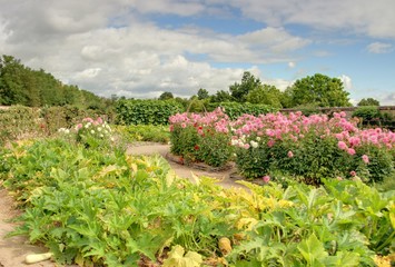 Fototapeta na wymiar ogród warzywny