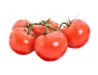Tomato