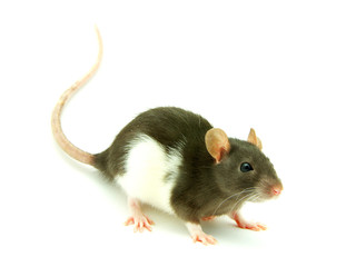 rat