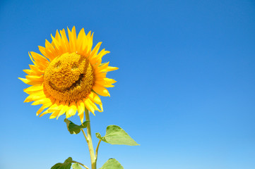 Obraz premium sunflower