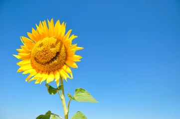 Store enrouleur tamisant Tournesol sunflower