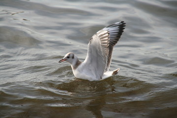 mewy  4 © Tomasz Sergej