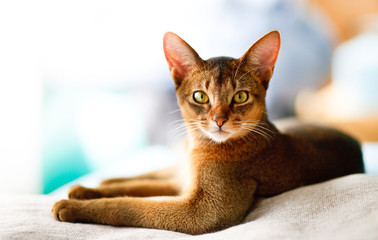 Obraz premium young Abyssinian cat in action