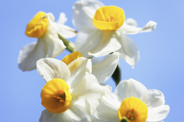 Naklejka premium 白水仙